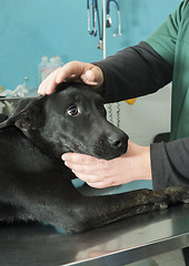 Image showing Dog in a veterinary office