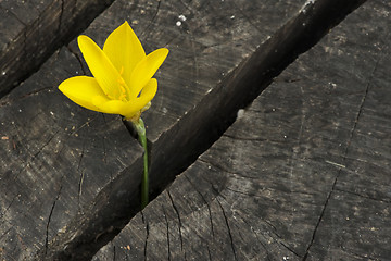 Image showing Yellow Saffron