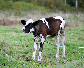 Image showing Young bull in a field on a leash