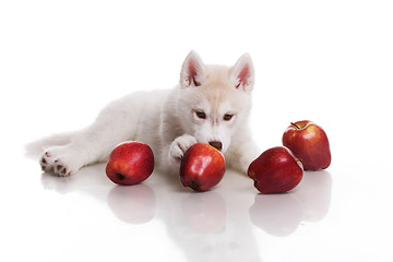 Image showing newborn puppy