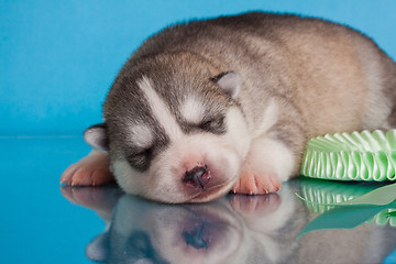 Image showing newborn puppy