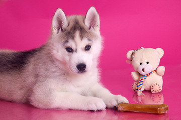 Image showing newborn puppy