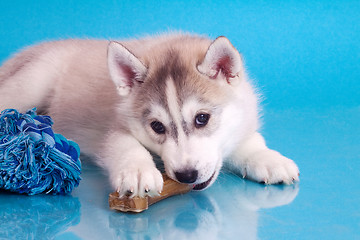 Image showing newborn puppy