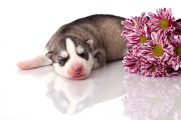 Image showing newborn puppy