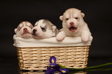 Image showing newborn puppy