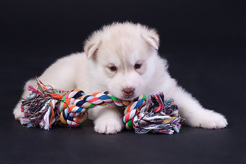 Image showing newborn puppy