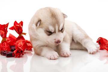 Image showing newborn puppy