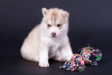 Image showing newborn puppy