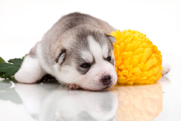 Image showing newborn puppy