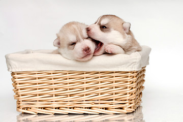 Image showing newborn puppy