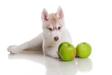 Image showing newborn puppy