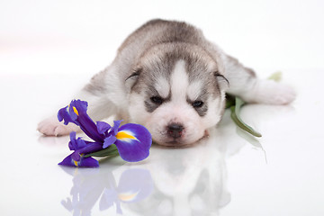 Image showing newborn puppy