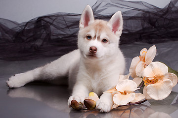 Image showing newborn puppy