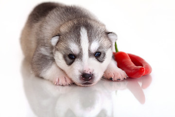 Image showing newborn puppy