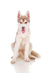 Image showing sibeian husky