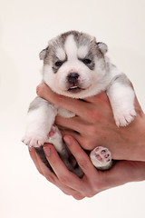 Image showing newborn puppy