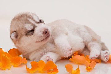 Image showing newborn puppy