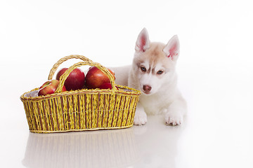 Image showing newborn puppy