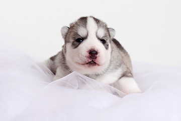 Image showing newborn puppy