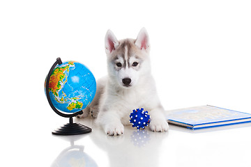 Image showing newborn puppy