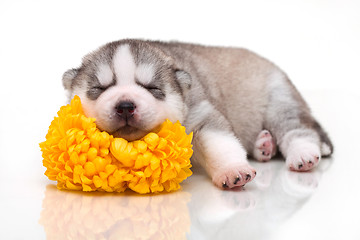 Image showing newborn puppy