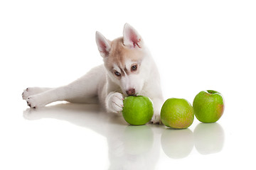 Image showing newborn puppy