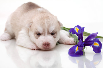 Image showing newborn puppy