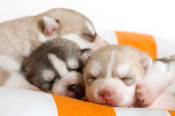 Image showing newborn puppy