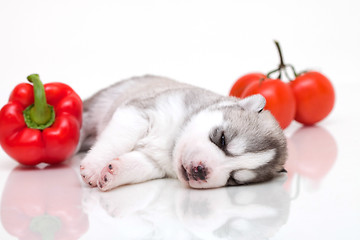 Image showing newborn puppy