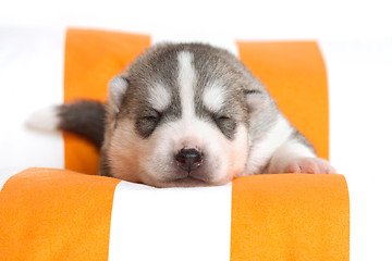 Image showing newborn puppy