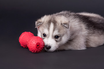 Image showing newborn puppy