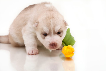 Image showing newborn puppy