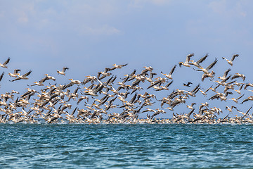 Image showing migration of pelicans