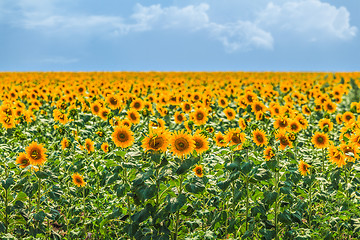 Image showing sunflower