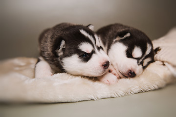 Image showing newborn puppy