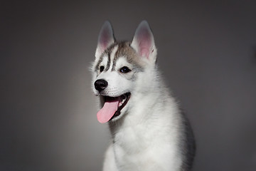 Image showing newborn puppy