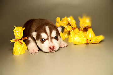 Image showing newborn puppy