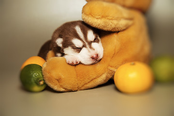 Image showing newborn puppy