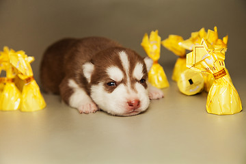 Image showing newborn puppy