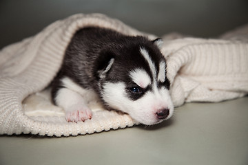 Image showing newborn puppy