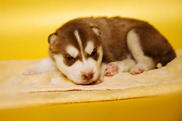 Image showing newborn puppy