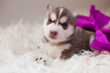 Image showing newborn puppy