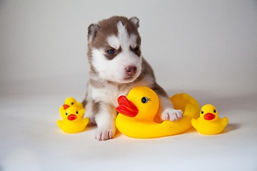 Image showing newborn puppy