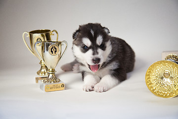 Image showing newborn puppy