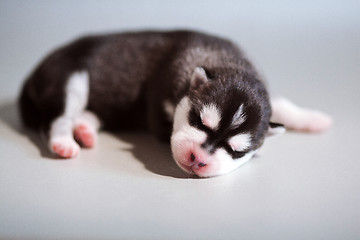 Image showing newborn puppy