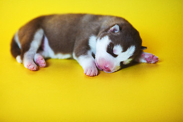 Image showing newborn puppy