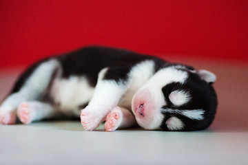 Image showing newborn puppy