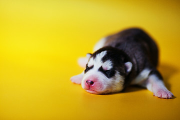 Image showing newborn puppy