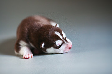 Image showing newborn puppy