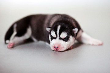 Image showing newborn puppy